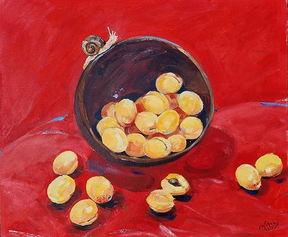 Apricots In Our Garden